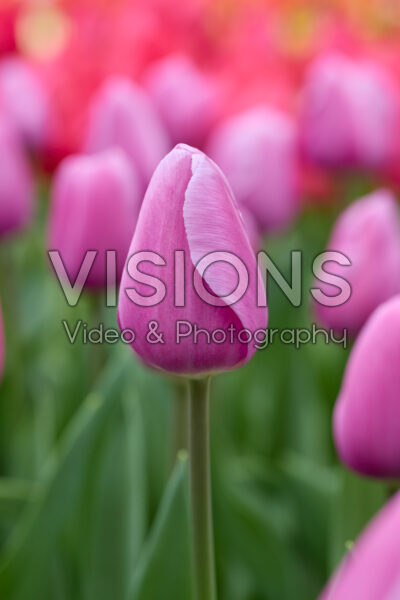 Tulipa Loniet Tulipa Loniet
