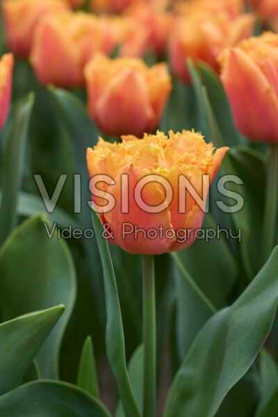 Tulp Orange Passion Tulp Orange Passion