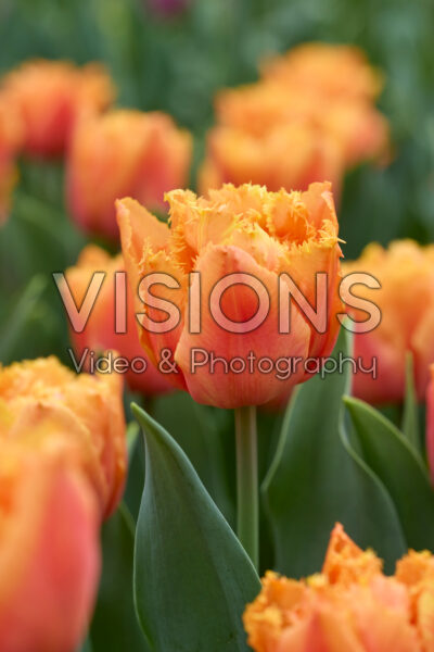 Tulipa Orange Passion Tulipa Orange Passion