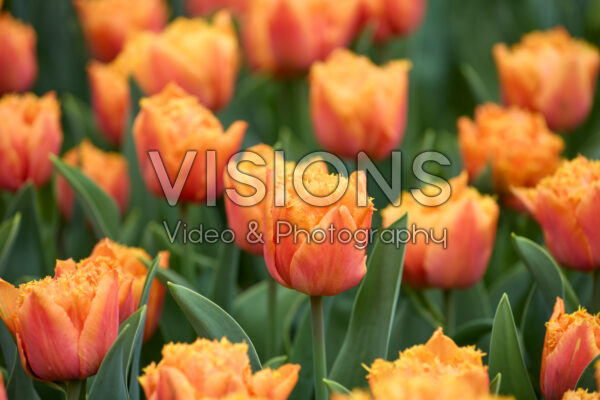 Tulp Orange Passion Tulp Orange Passion