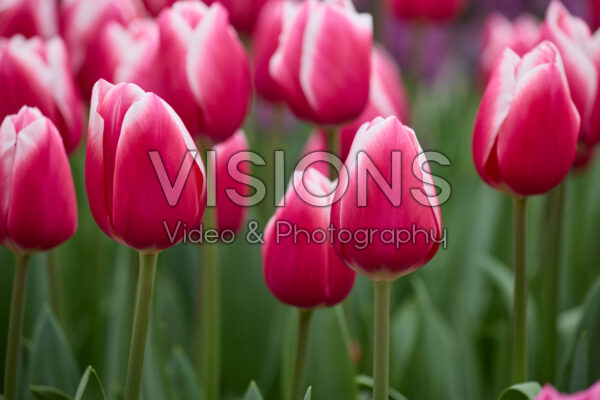 Tulipa Aspirant Tulipa Aspirant
