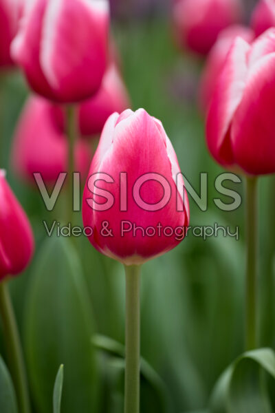 Tulipa Aspirant Tulipa Aspirant
