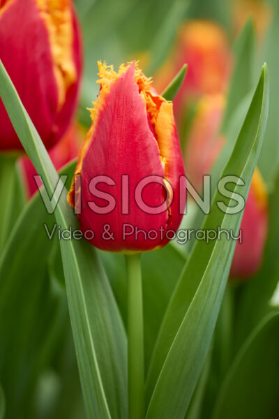 Tulipa Fabio Tulipa Fabio