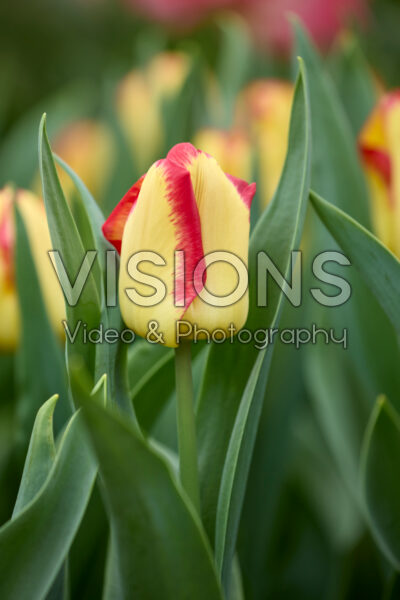 Tulipa Cape Town Tulipa Cape Town