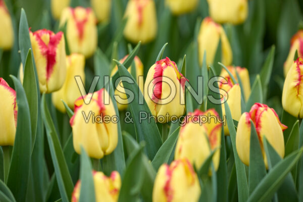 Tulipa Cape Town Tulipa Cape Town