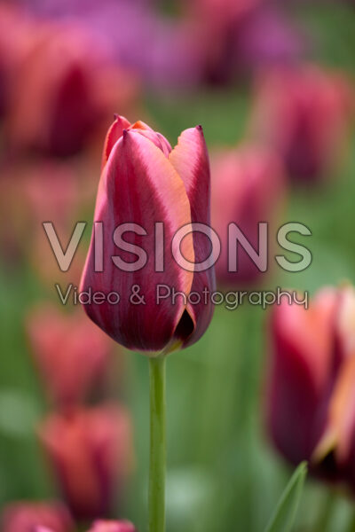 Tulipa Slawa Tulipa Slawa