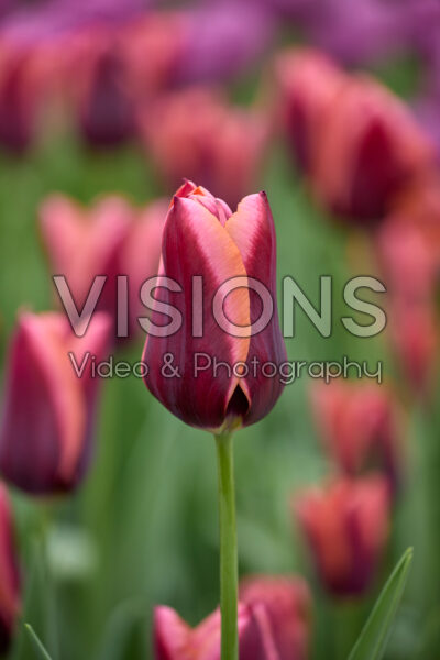 Tulipa Slawa Tulipa Slawa