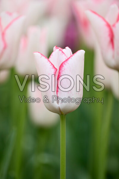 Tulipa Beautytrend Tulipa Beautytrend