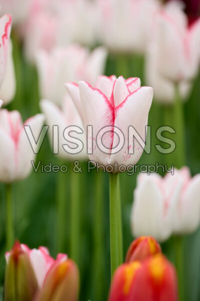 Tulipa Beautytrend Tulipa Beautytrend