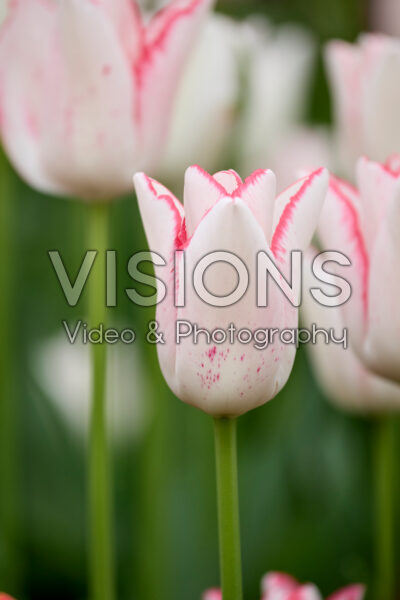 Tulipa Beautytrend Tulipa Beautytrend
