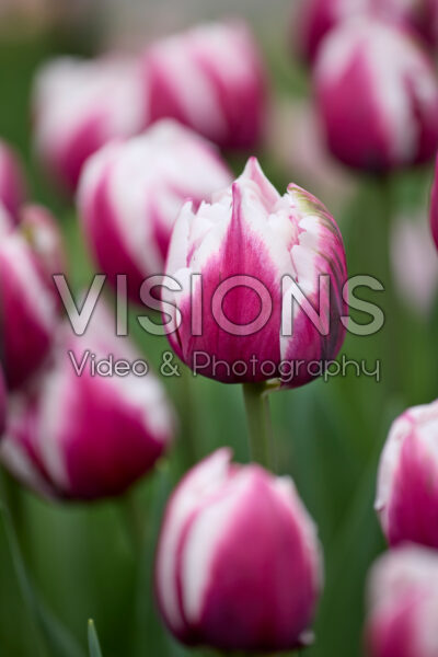 Tulipa Ocean Drive Tulipa Ocean Drive