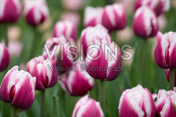 Tulipa Ocean Drive Tulipa Ocean Drive