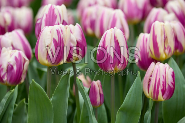 Tulipa Happy Feet Tulipa Happy Feet