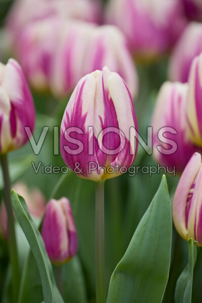 Tulipa Happy Feet Tulipa Happy Feet