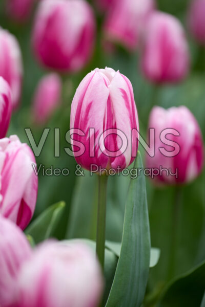 Tulipa Bojangles Tulipa Bojangles