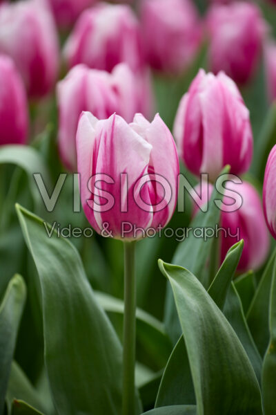 Tulipa Bojangles Tulipa Bojangles