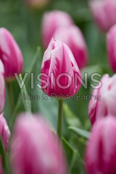 Tulipa Bojangles Tulipa Bojangles