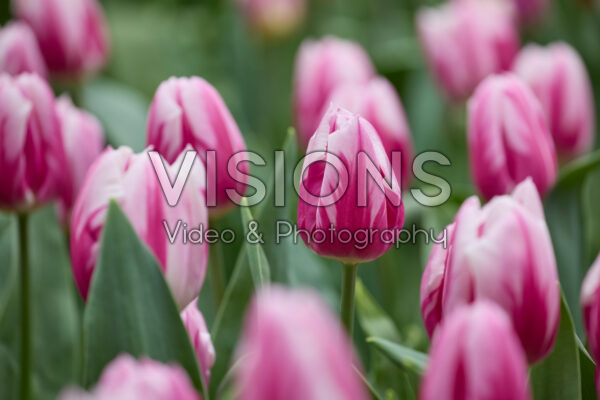 Tulipa Bojangles Tulipa Bojangles