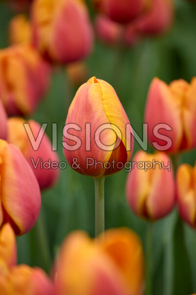 Tulipa Bronze Perfection Tulipa Bronze Perfection