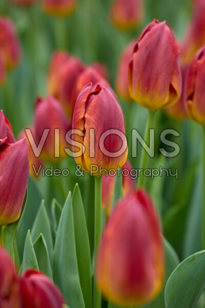 Tulp Amber Glow Tulp Amber Glow