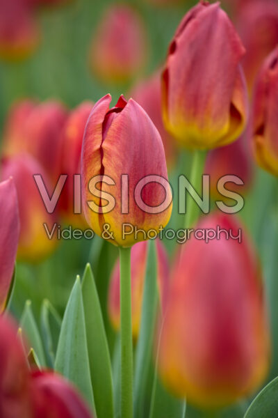 Tulp Amber Glow Tulp Amber Glow