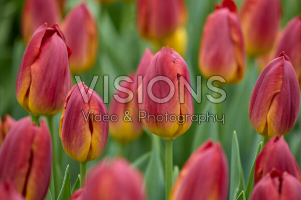 Tulp Amber Glow Tulp Amber Glow
