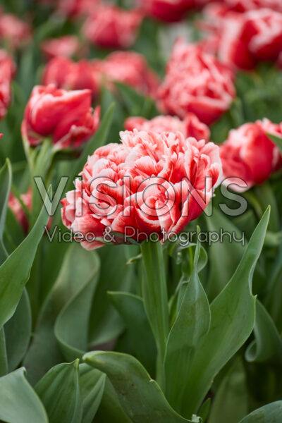 Tulipa Coventry Tulipa Coventry