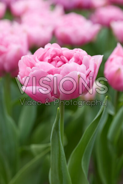 Tulipa Dressing Tulipa Dressing