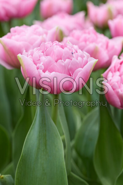 Tulipa Dressing Tulipa Dressing