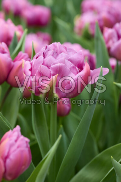 Tulipa Respectable Tulipa Respectable