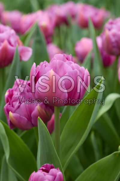 Tulipa Respectable Tulipa Respectable