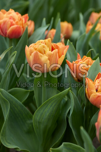 Tulipa Valdivia Tulipa Valdivia