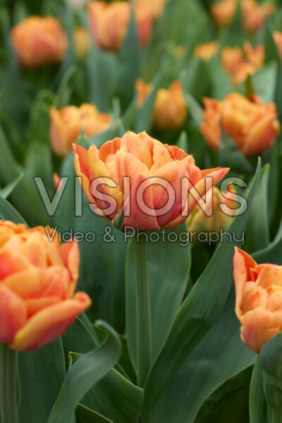 Tulipa Valdivia Tulipa Valdivia