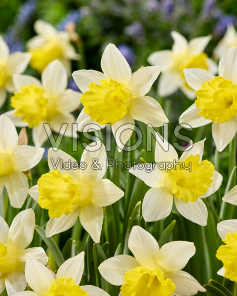 Narcissus Topolino Narcissus Topolino