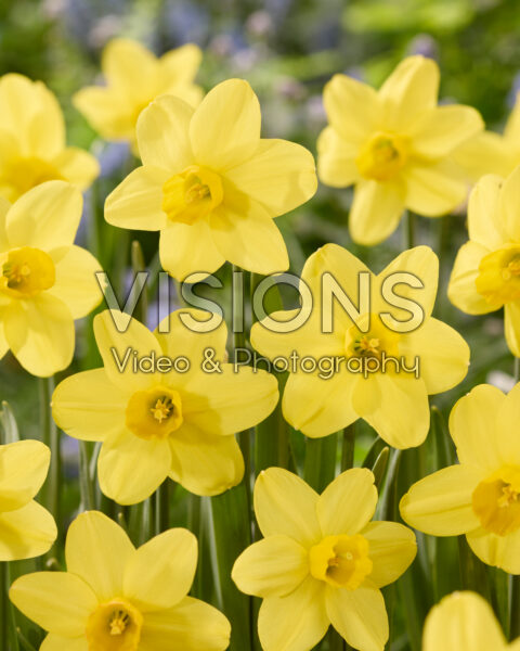 Narcissus Sissy Narcissus Sissy