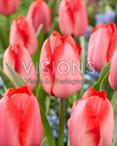 Tulipa Lingyuan Tulipa Lingyuan