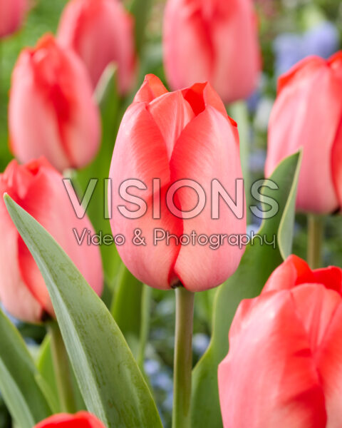 Tulipa Lingyuan Tulipa Lingyuan