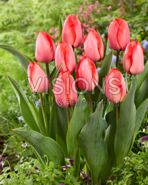 Tulipa Lingyuan Tulipa Lingyuan