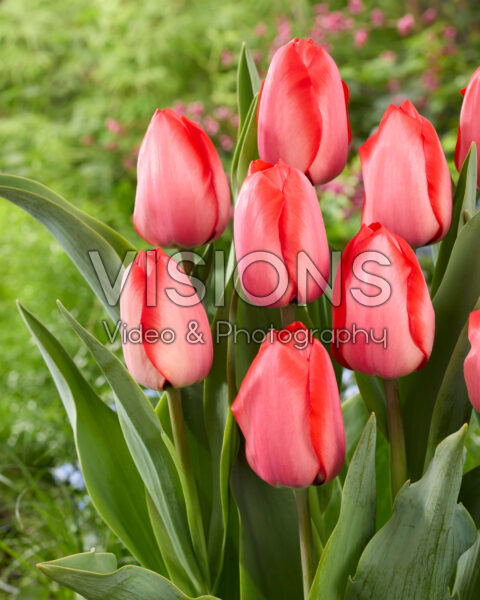 Tulipa Lingyuan Tulipa Lingyuan