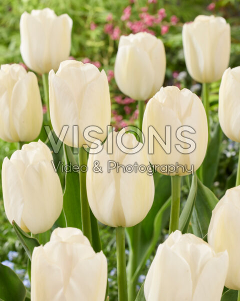Tulipa White Tiger Tulipa White Tiger