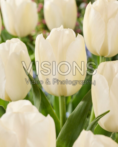Tulipa White Tiger Tulipa White Tiger