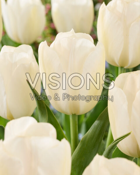 Tulipa White Tiger Tulipa White Tiger