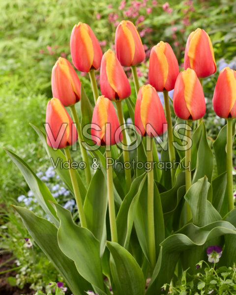 Tulipa Aspiration Tulipa Aspiration