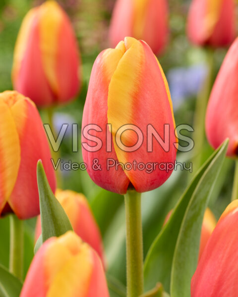 Tulipa Aspiration Tulipa Aspiration