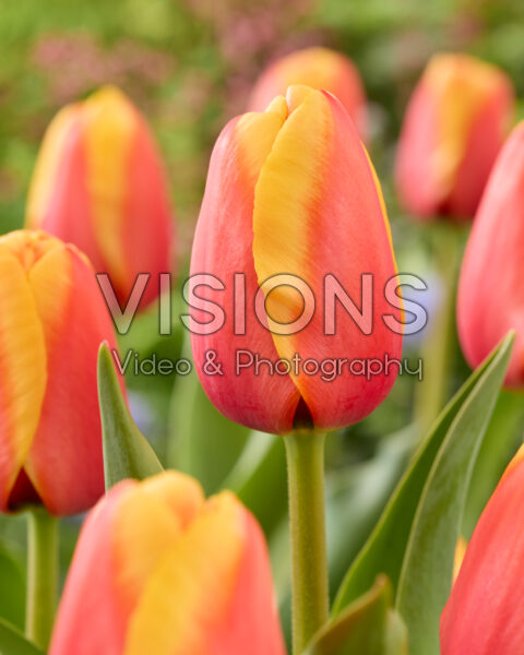 Tulipa Aspiration Tulipa Aspiration