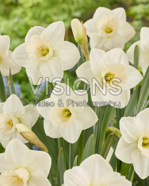Narcissus La Delicatesse Narcissus La Delicatesse