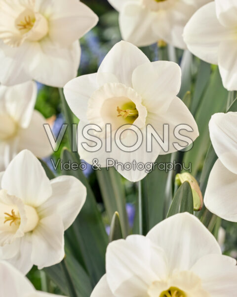 Narcissus La Delicatesse Narcissus La Delicatesse