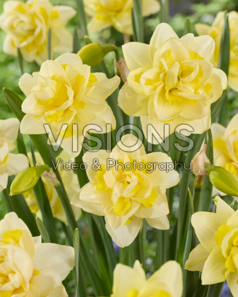 Narcissus Ambon Narcissus Ambon