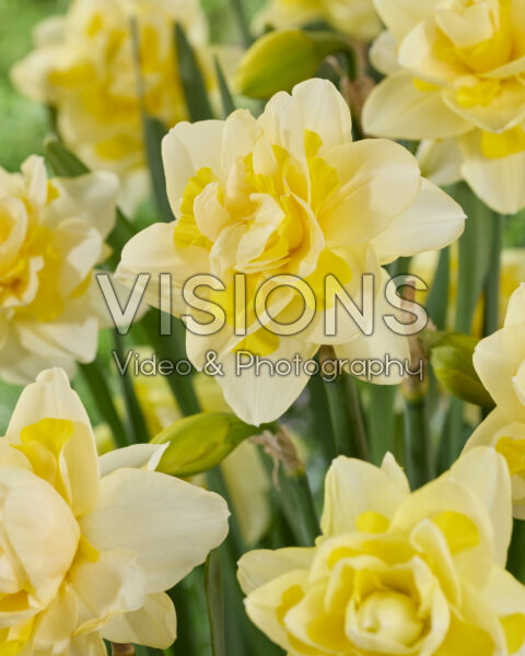 Narcissus Ambon Narcissus Ambon