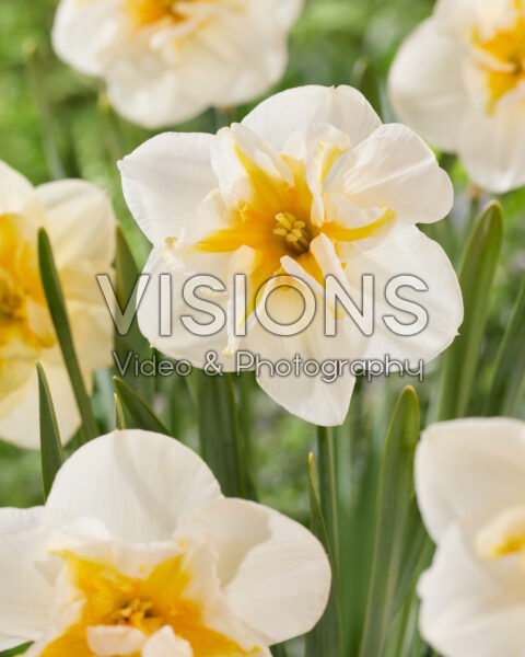 Narcissus Delta Narcissus Delta